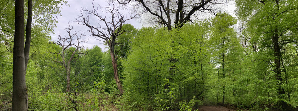 Wald Silhouette im Reinhardswald